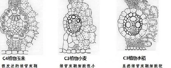 义务篮球训练的最佳实践方案_0